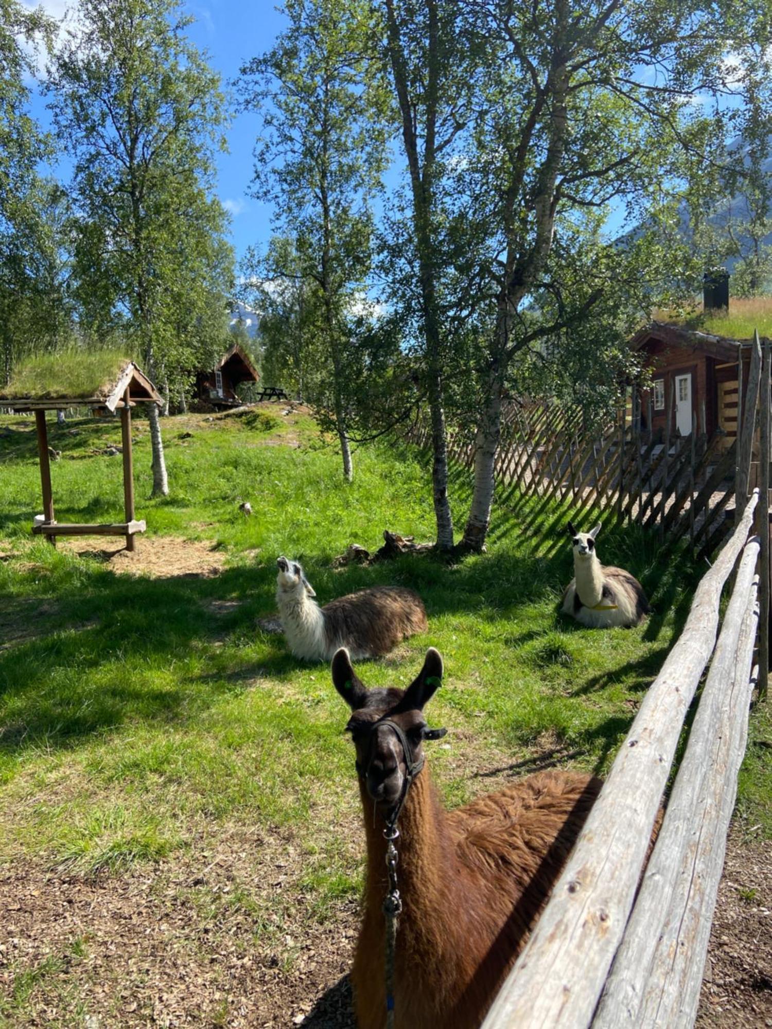Bardu Huskylodge Екстериор снимка