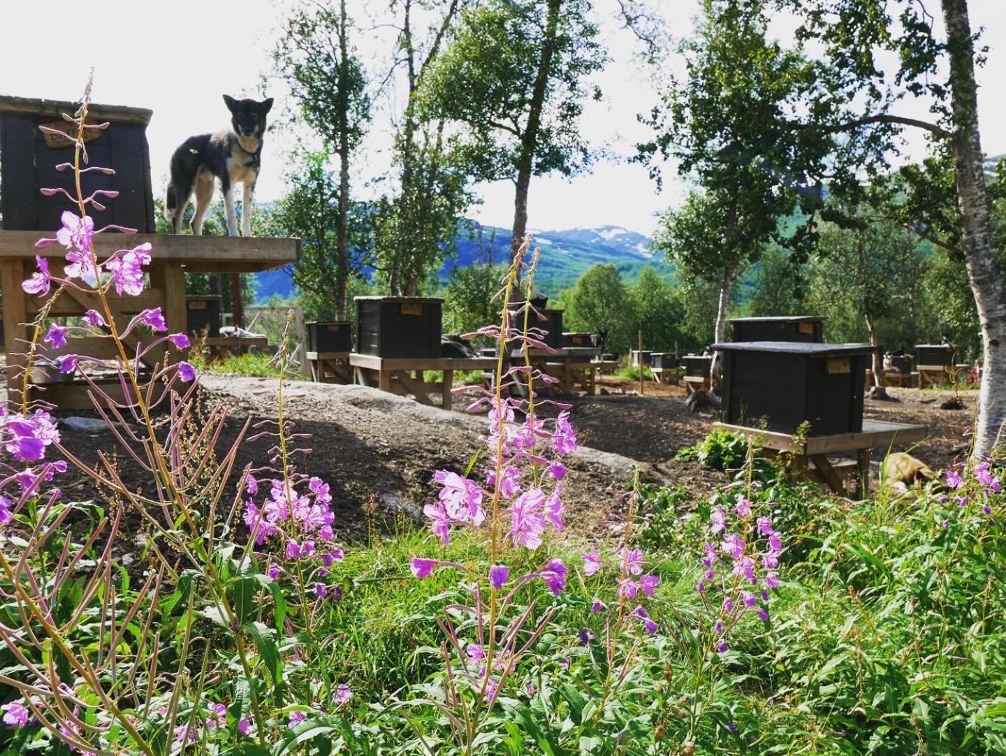 Bardu Huskylodge Екстериор снимка