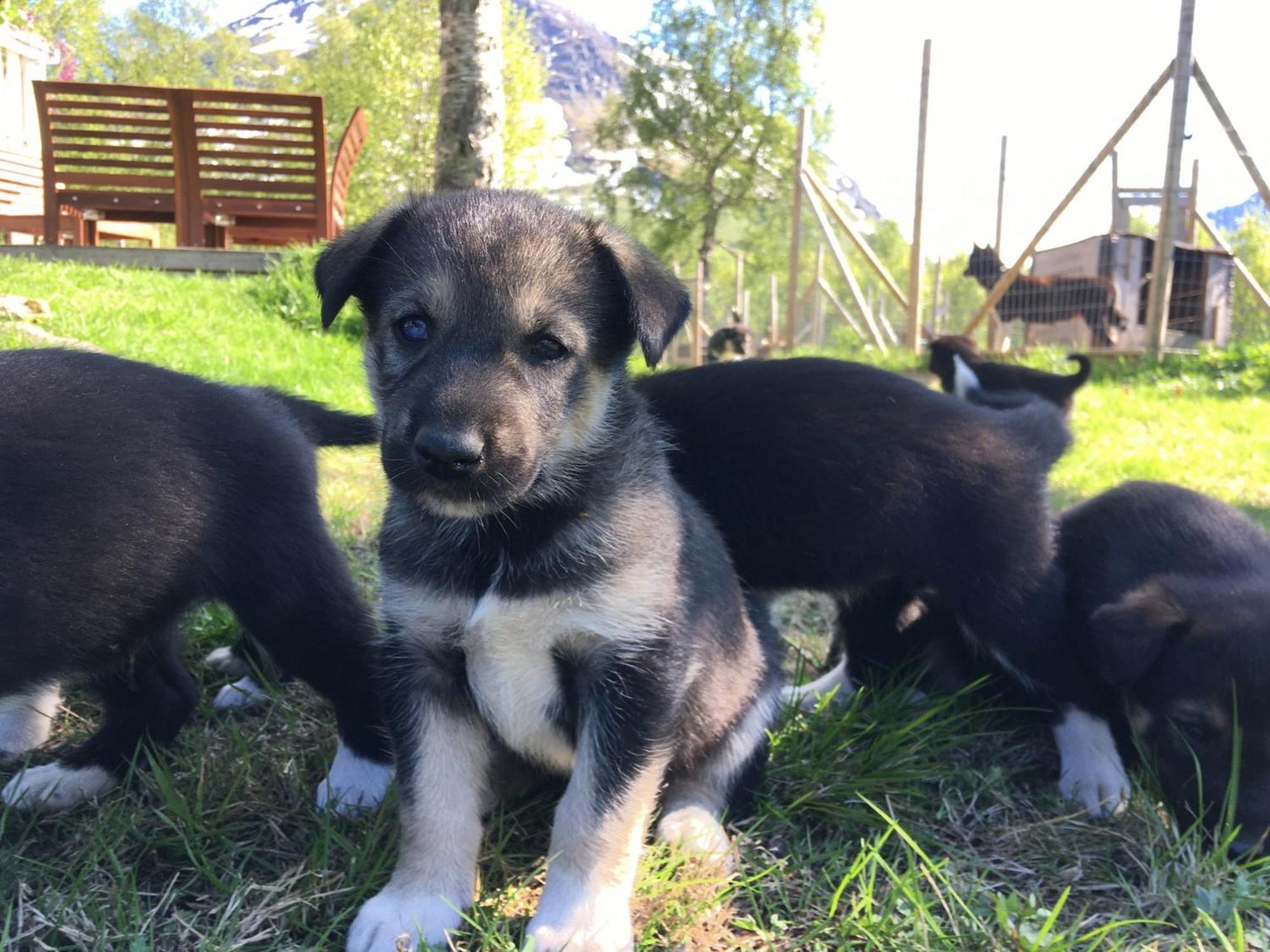 Bardu Huskylodge Екстериор снимка